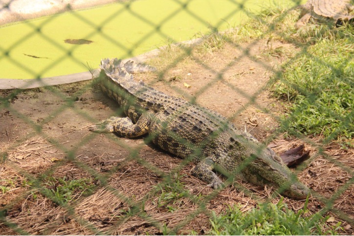 ダバオ・クロコダイル・パーク（Davao Crocodile Park）